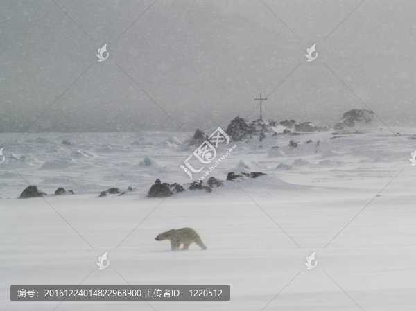 暴風(fēng)雪中的北極熊
