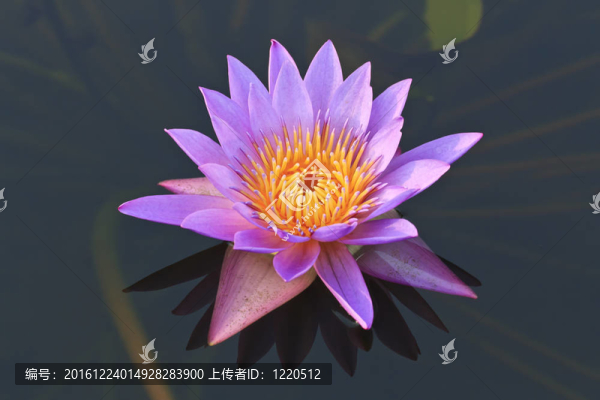 美麗的睡蓮