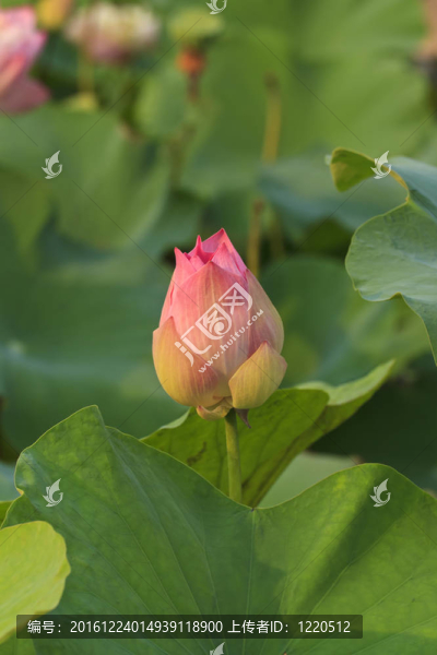 蓮花綻放