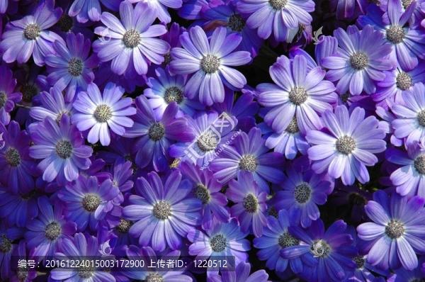 在春天開花