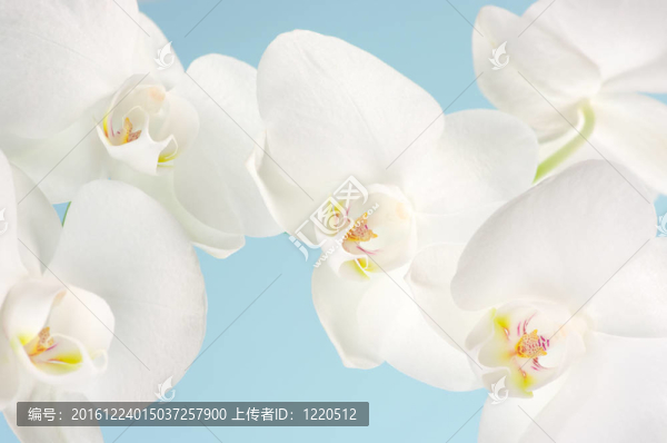 蘭花特寫