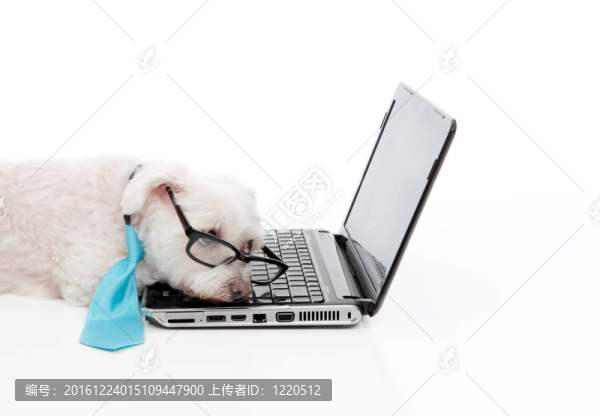 疲倦或勞累的狗在電腦睡覺