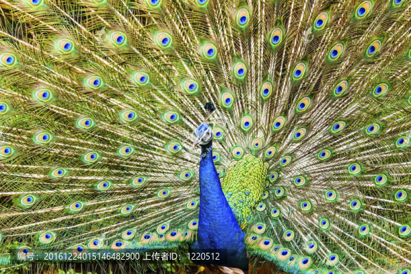 美麗的孔雀