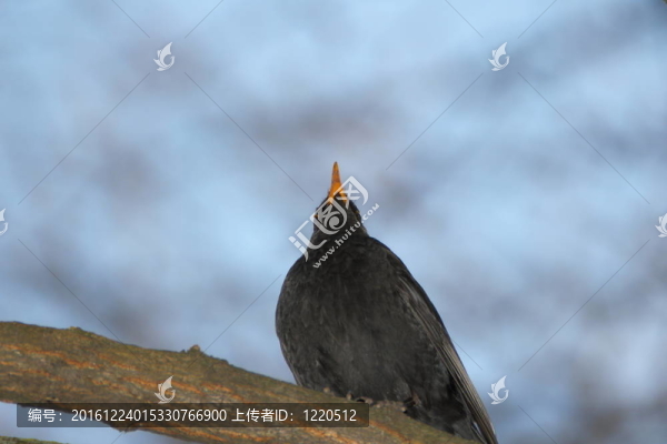 烏鶇
