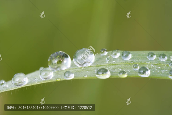 草葉上水滴