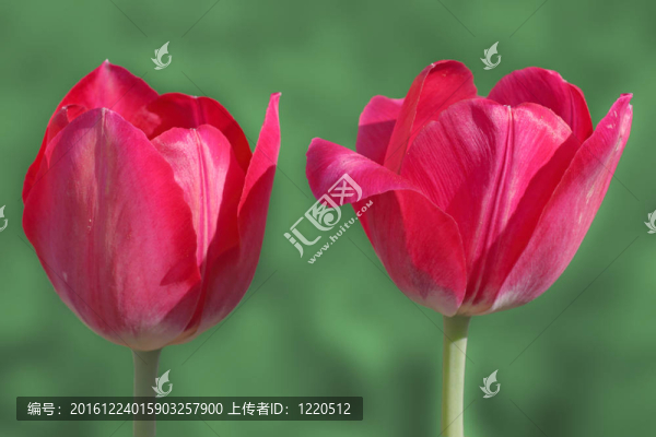 兩郁金香