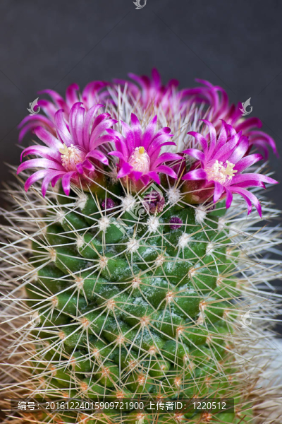 仙人掌花