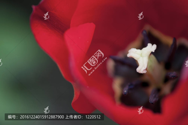 一個(gè)單一的顯示其生殖器官郁金香