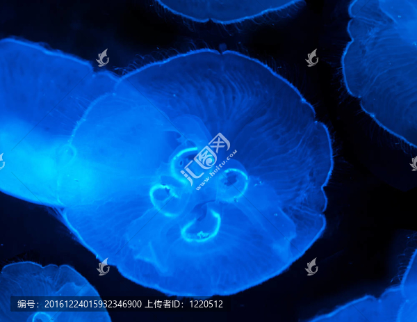 水母