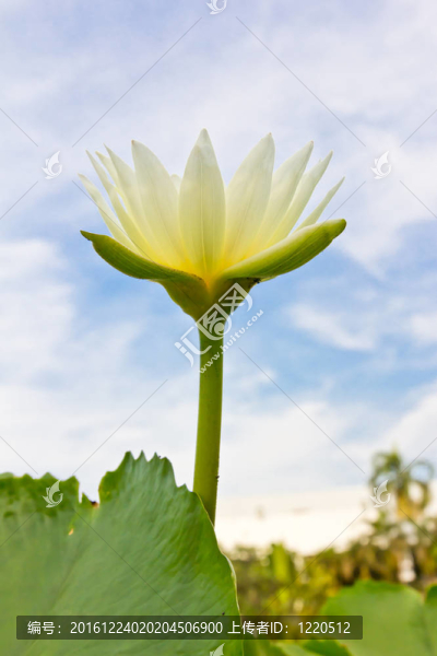 藍(lán)天上的白睡蓮