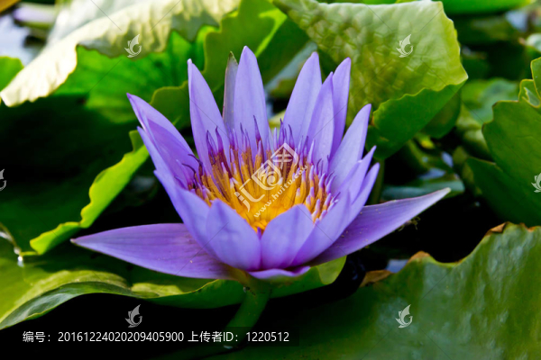 池塘紫睡蓮