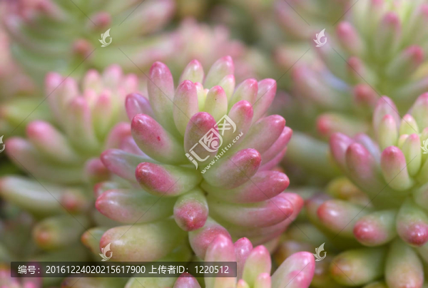 景天極光綠粉紅色的肉質(zhì)植物