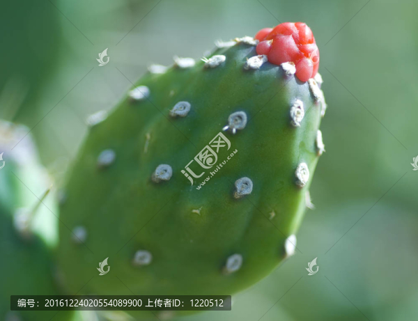 仙人掌上的紅花