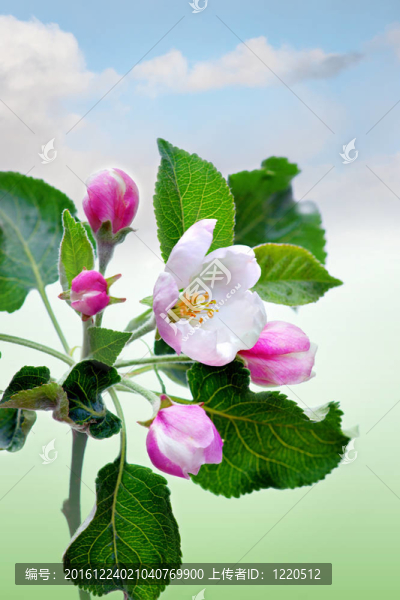 開(kāi)花的蘋(píng)果樹(shù)