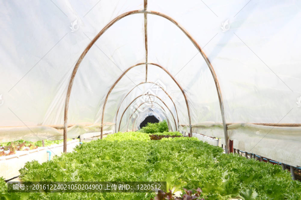 在水培農(nóng)場蔬菜。