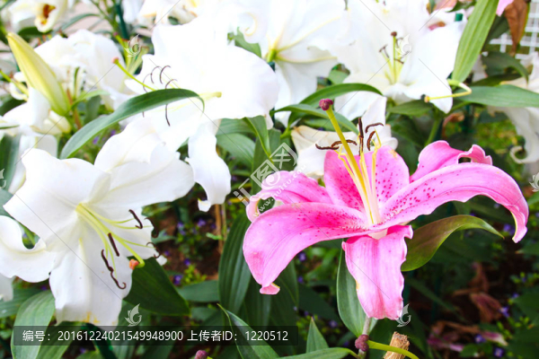 花園里的粉紅色和白色百合