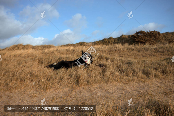 草叢中的一只邊境牧羊犬