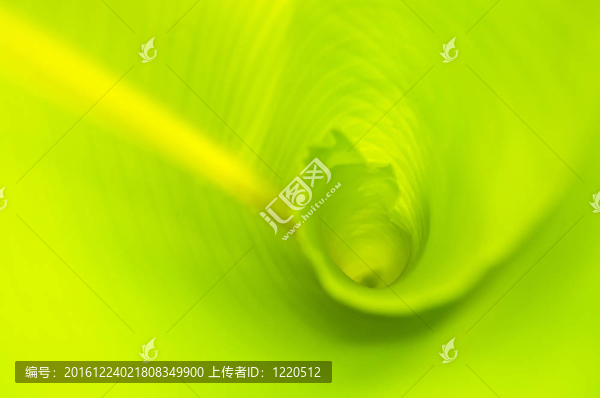 香蕉葉