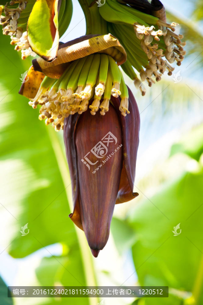 香蕉樹和一串香蕉