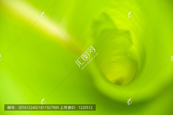 香蕉葉