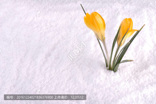 雪中的黃水仙