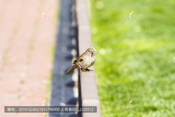 白喉Sparrow