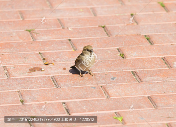 Sparrow（Passer,domesticus）一個(gè)陽(yáng)光明媚的夏日，在籬笆