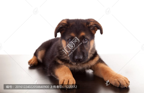 德國牧羊犬