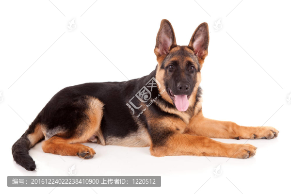 德國牧羊犬