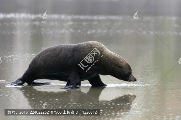 新西蘭海狗（學名Arctocephalus,forsteri）