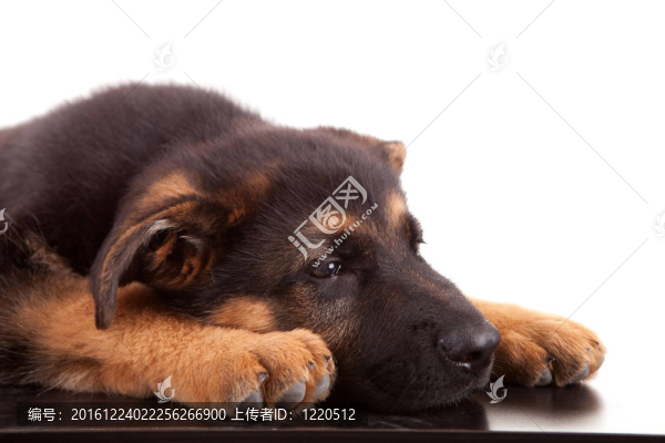 德國牧羊犬