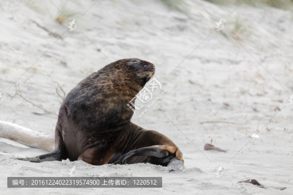 新西蘭海獅（Phocarctos,hookeri）