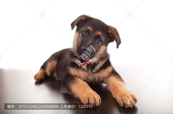 德國牧羊犬
