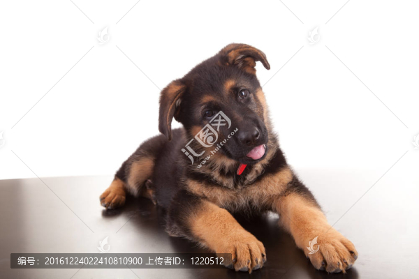 德國牧羊犬