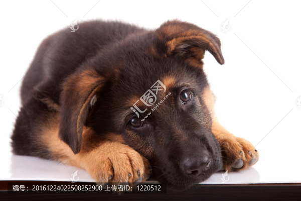 德國牧羊犬