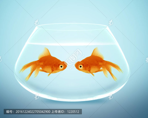 兩只金魚(yú)墜入愛(ài)河