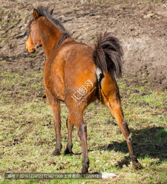 馬尿