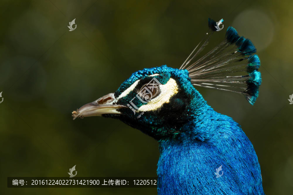 孔雀