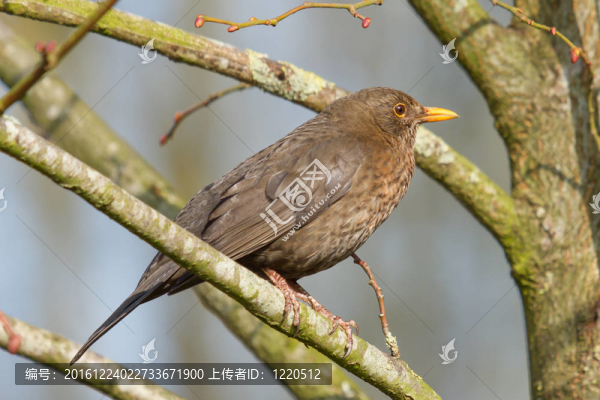 在一棵樹上的一只黑鳥