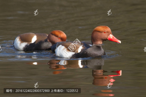 紅冠樓主夫婦