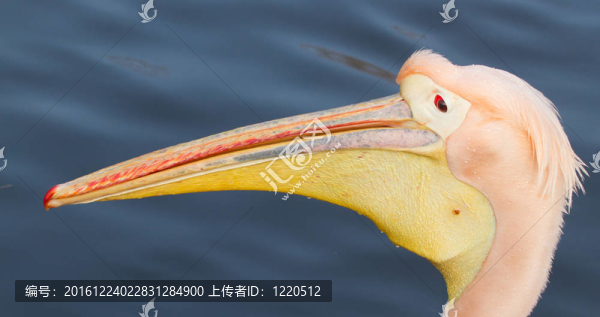 一個特寫的鵜鶘