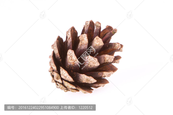 一個松果