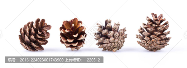 白球果