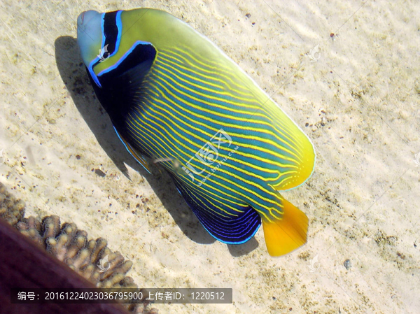 埃拉特水族館的比目魚