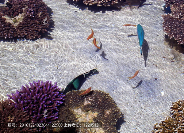 埃拉特水族館的魚(yú)2005