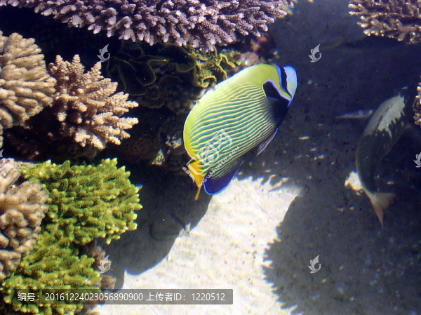 埃拉特水族館的珊瑚魚2005