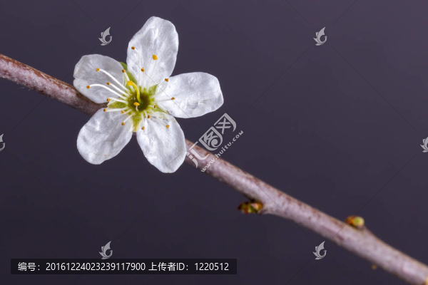 樹(shù)上的花