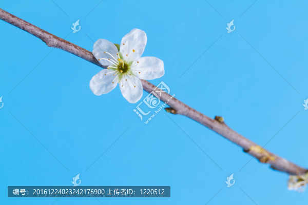 樹(shù)上的花