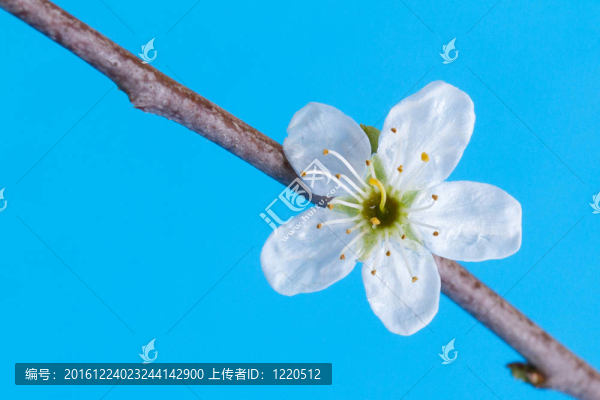 樹上的花