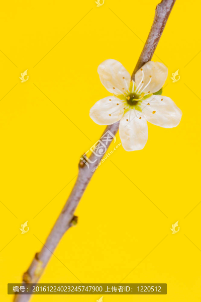 樹上的花